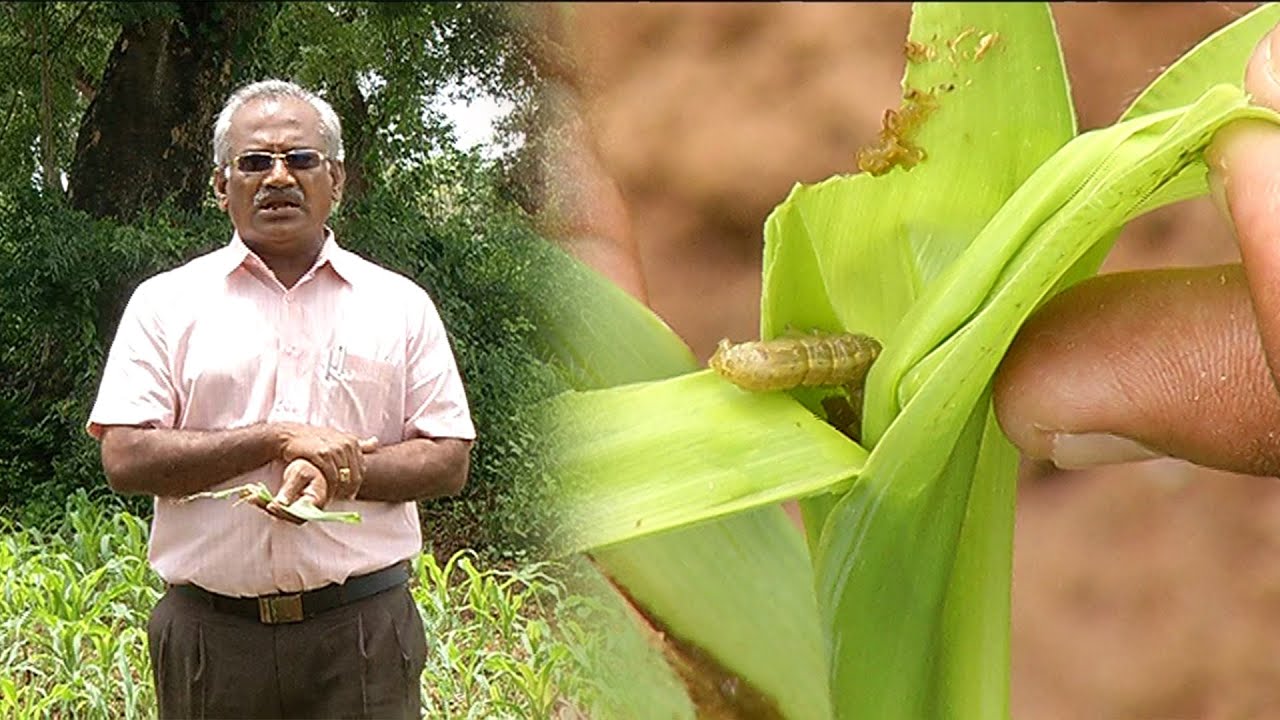 மக்காச்சோளத்தை  தாக்கும் படைப்புழு கட்டுப்படுத்தும் முறைகள் | Malarum Bhoomi | Armyworms in Maize