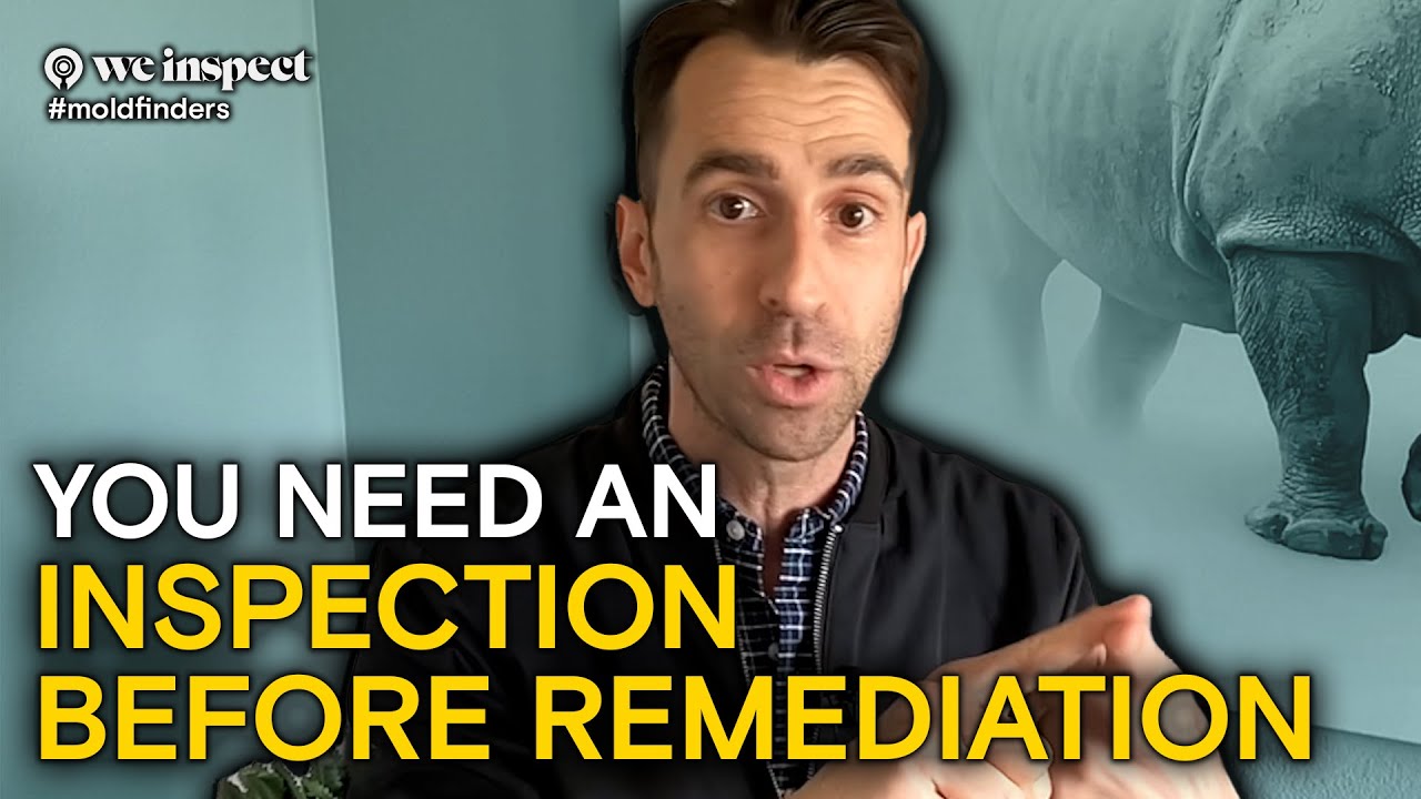 Why You Need A Mold Inspection Before Remediation