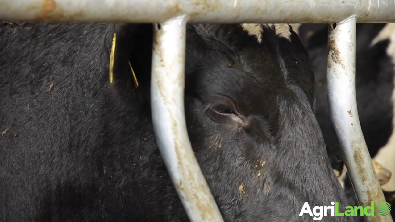 Economics of Holstein Friesian steers systems