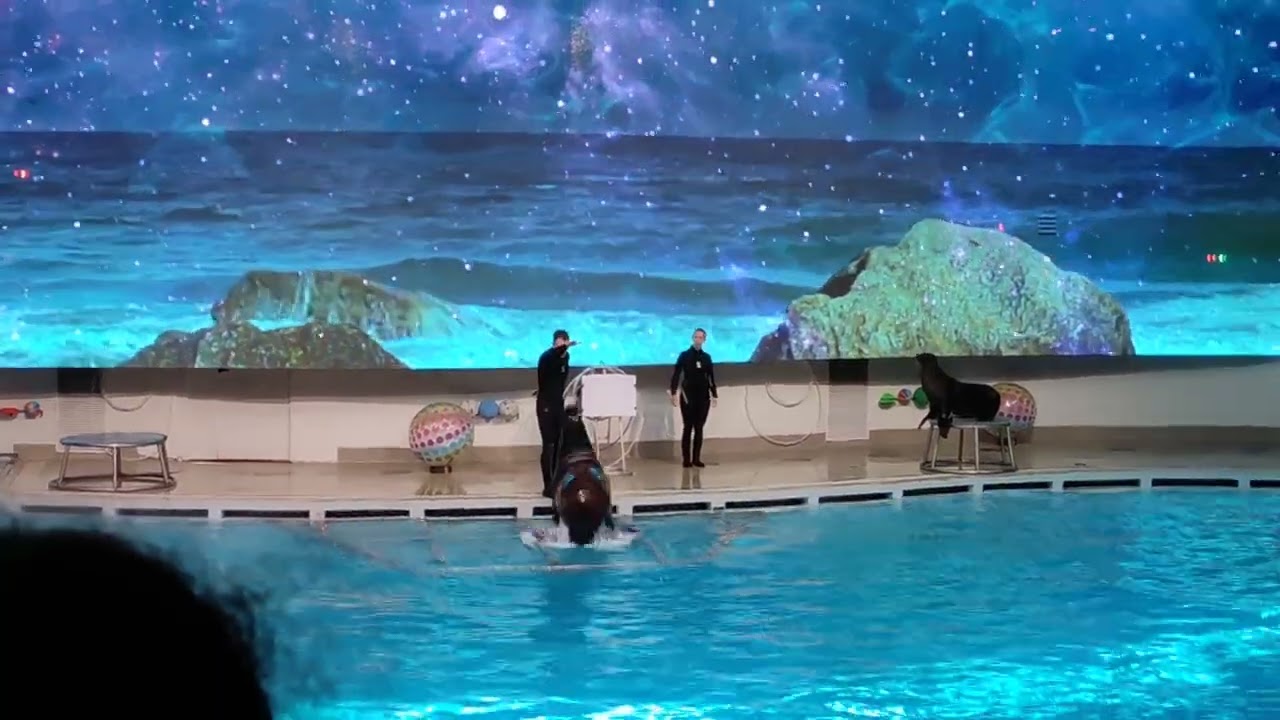 Delfinarium Kłajpeda pokaz tresury delfinów i fok. 21.05.2025r.
