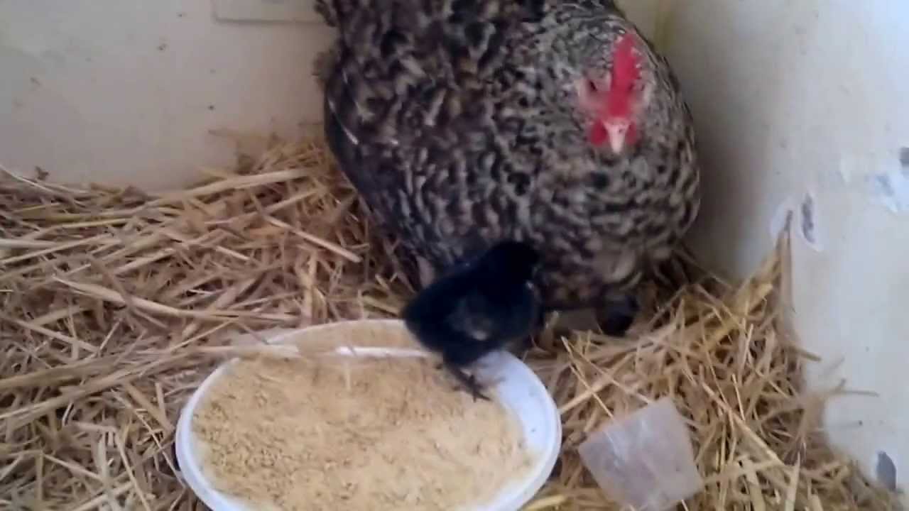 une maman poule avec ses poussins