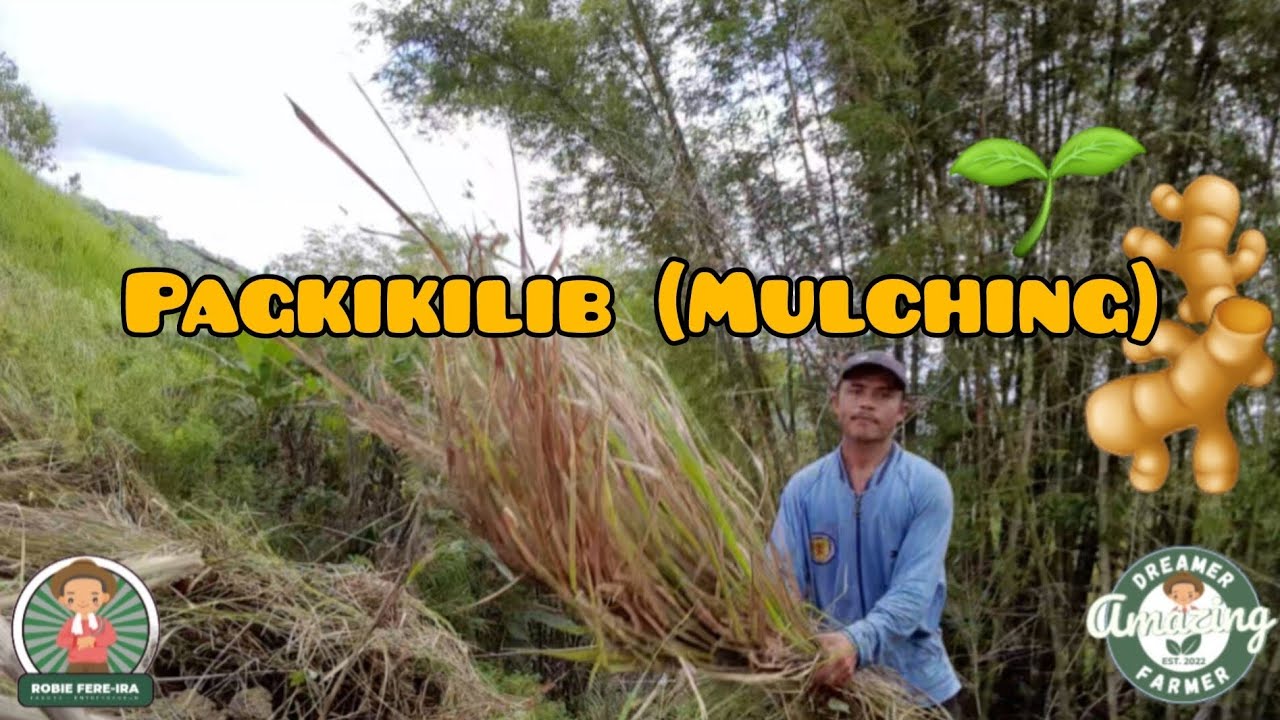 PAGKIKILIB NG LUYA | GINGER MULCHING 🌱🫚 | Amazing Dreamer