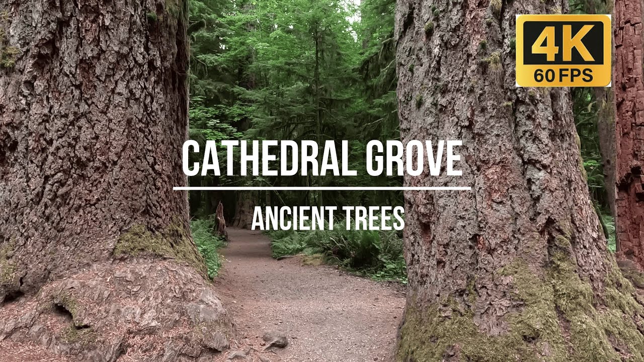 Cathedral Grove Walk &ndash; Ancient Giants of Vancouver Island (MacMillan Park), British Columbia, Canada