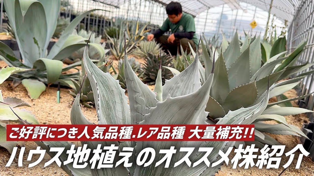 【アガベ】当店のハウス地植えスペースが大幅に入れ替わってます!!