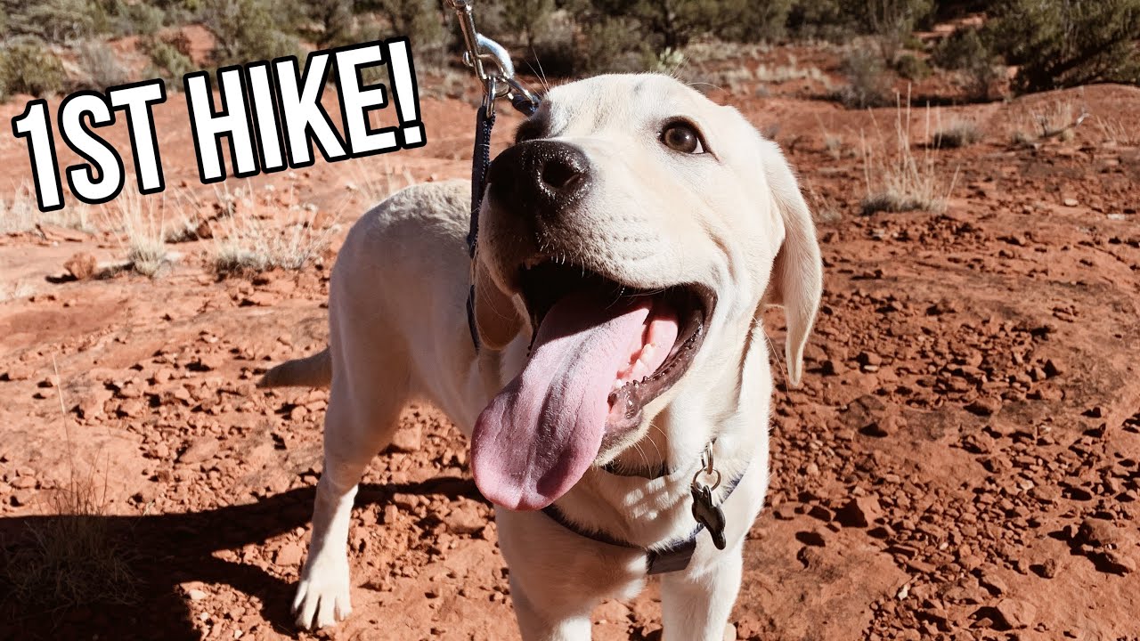 LABRADOR PUPPY GOES ON FIRST HIKE!!