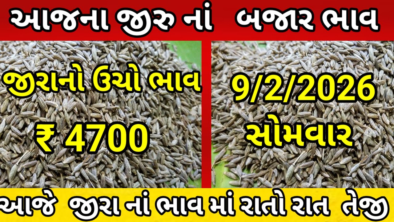 આજના જીરુ ના ભાવ | જીરુ ના ભાવ | જીરુ નો ભાવ jeera na bajar bhav | 9/2/2026  આજના બજાર ભાવ 