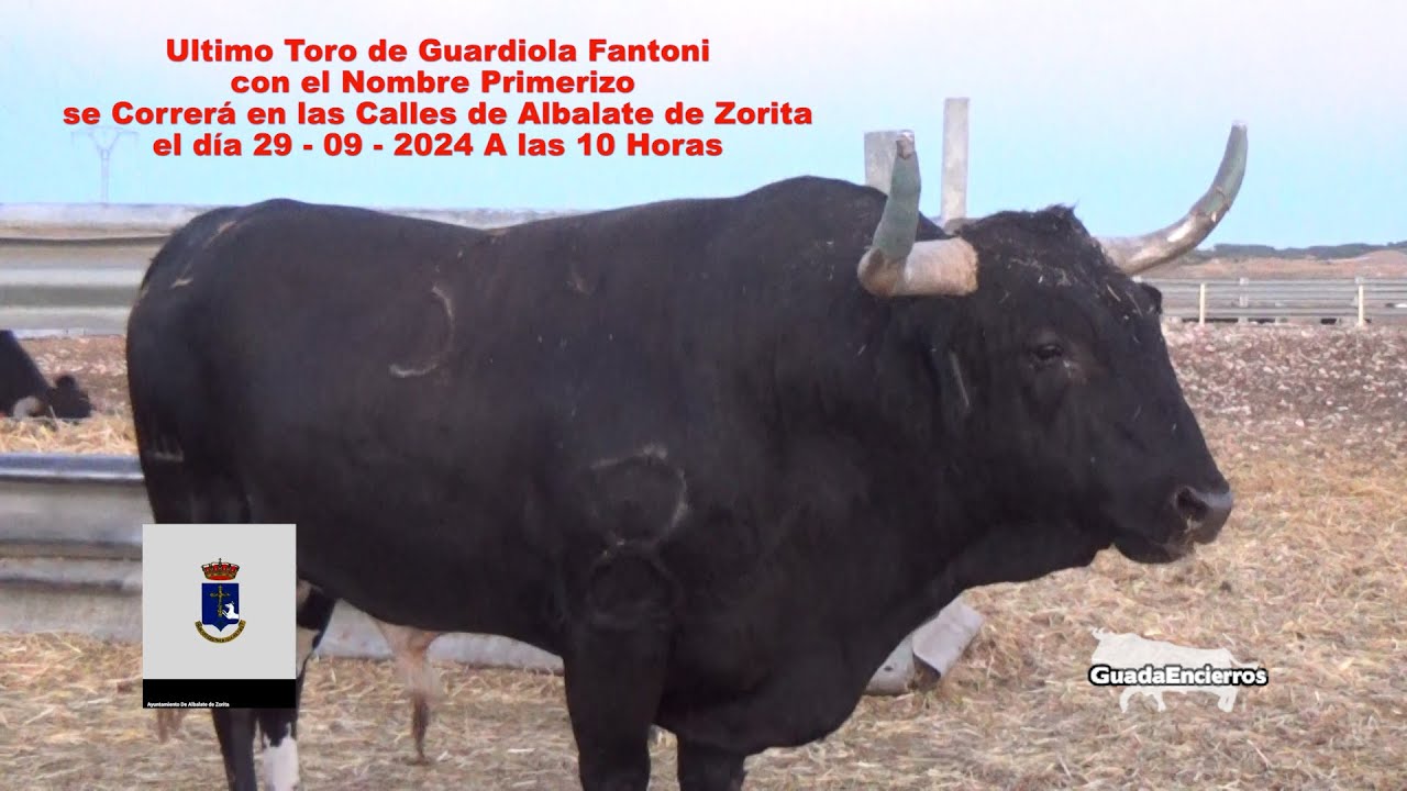 Ultimo Toro de Guardiola Fantoni correrá las Calles de Albalate de Zorita 29-09-2024 GuadaEncierros