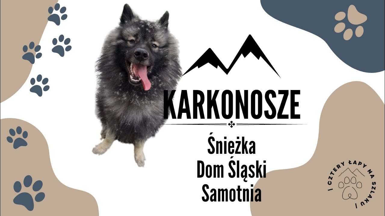 Śnieżka | W góry z psem | Karkonosze | Korona Gór Polski | Samotnia | Dom Śląski