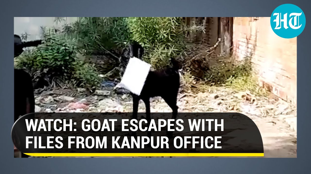 Viral video: Goat escapes with office files as employee chases it | Kanpur