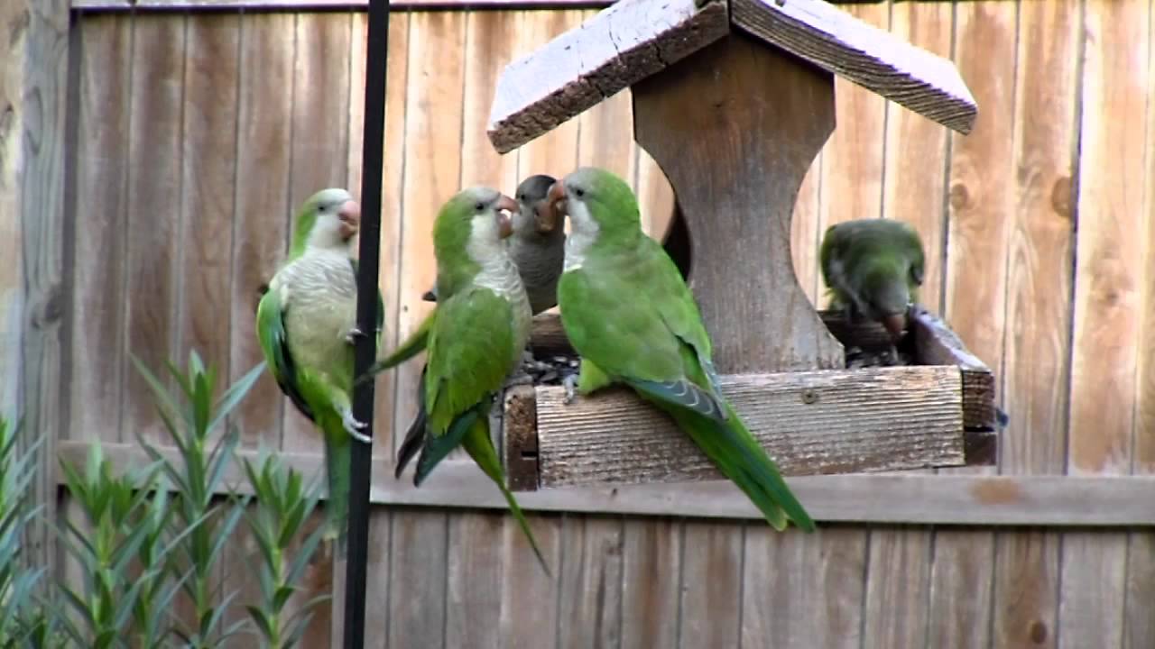 The parrots of Texas