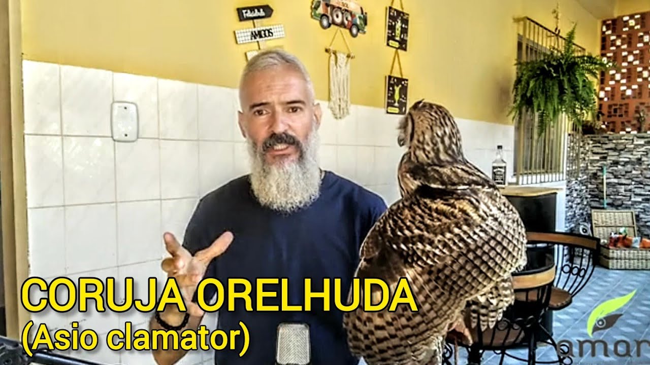 Asio clamator (Coruja Orelhuda) - Reabilitação e Soltura