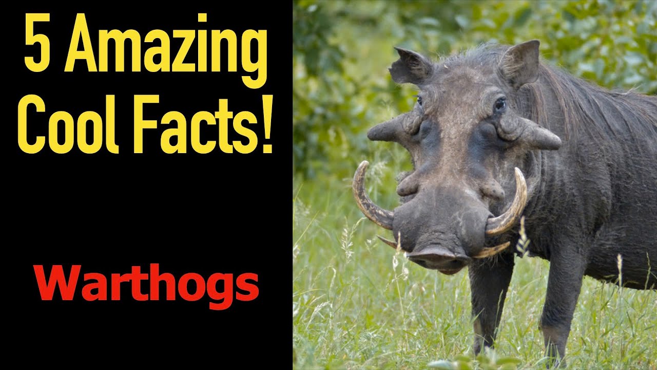 5 Fascinating Facts About Warthogs
