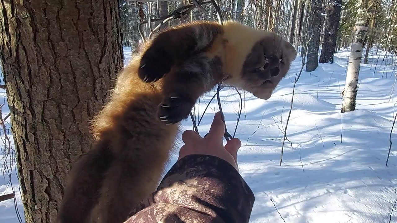 ЗАКРЫТИЕ ПУШНОГО СЕЗОНА ОХОТЫ/ЗАВЁЗ СОЛЬ НА СОЛОНЦЫ!