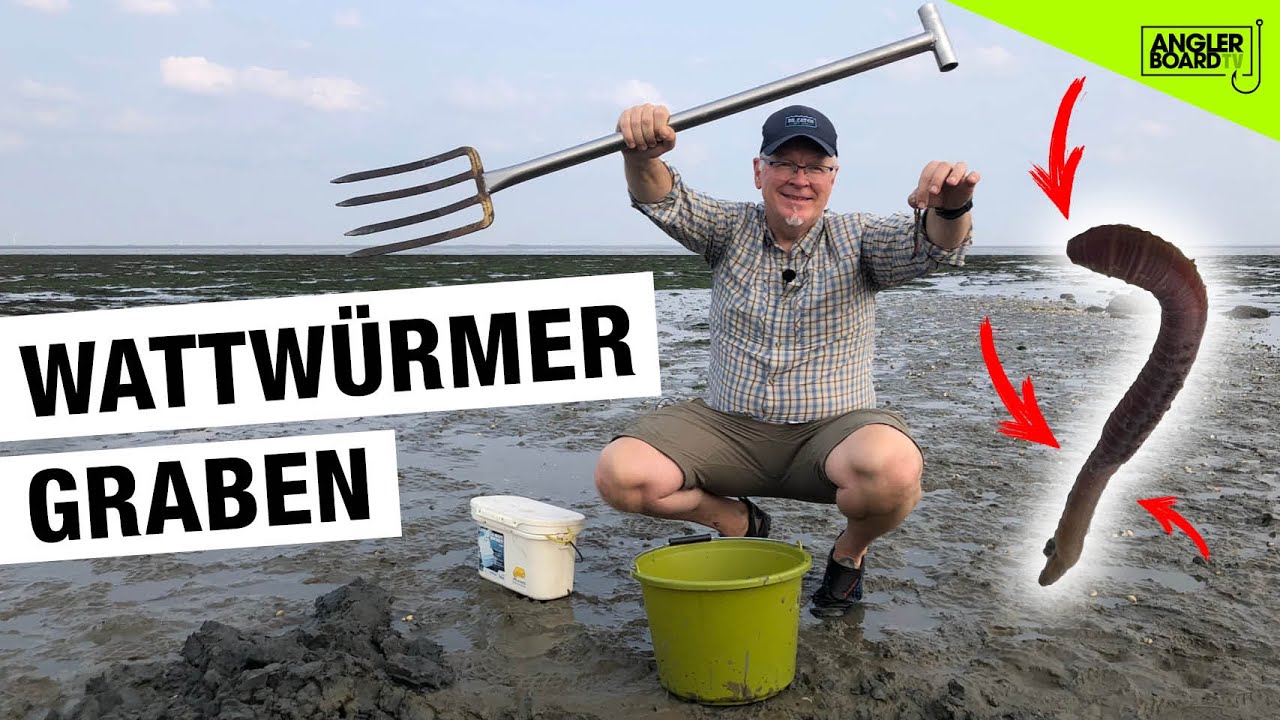 Wattwürmer graben und fangen an der Nordsee | Wattwurmhaufen suchen & finden | Wattwurm ausgraben