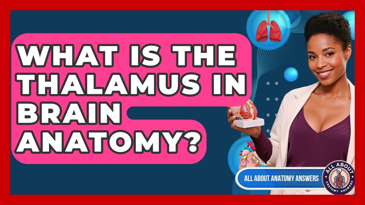 What Is The Thalamus In Brain Anatomy? - All About Anatomy Answers