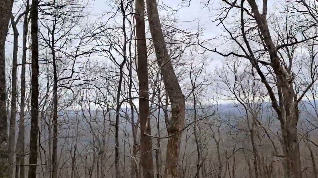 Hike from Woody Gap to Gooch Mountain Shelter.