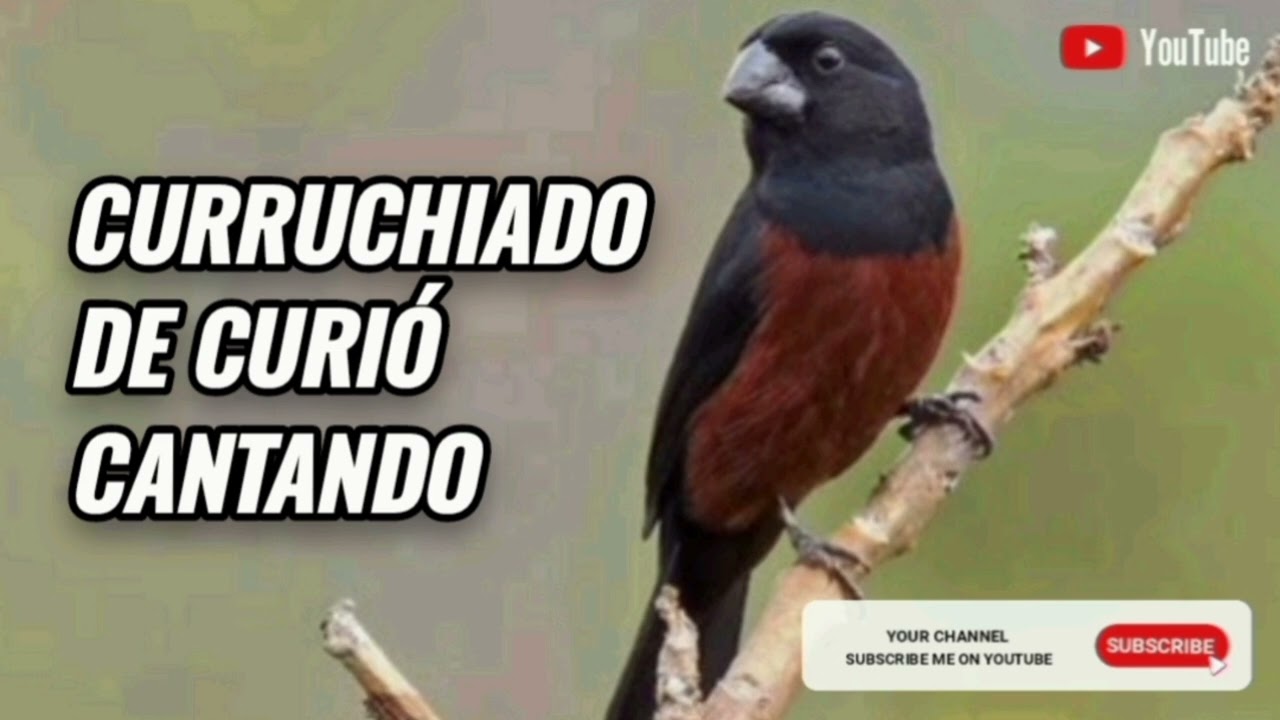 Curruchiado de curi&oacute; cantando #curi&oacute; #gaiola #ca&ccedil;adas #curiopardo #curiopreseiro #curiocantando