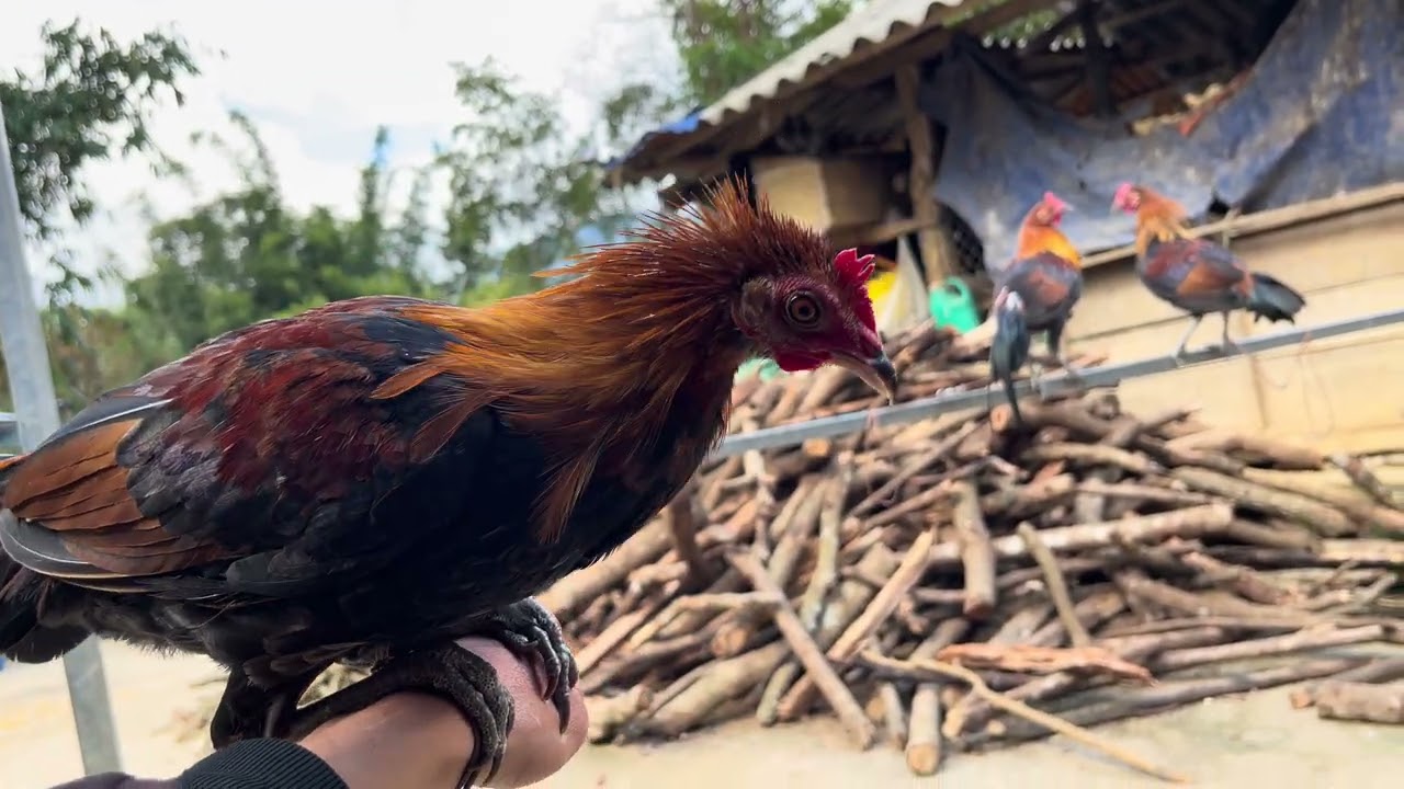 Gà rừng tơ f1 f2 cho ae nào cần đi nuôi làm cảnh làm mồi