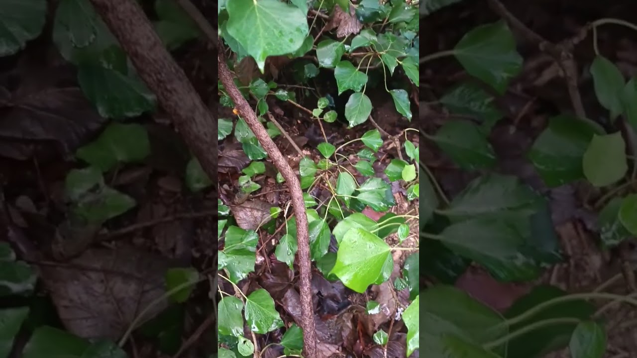 Checking on the fox den