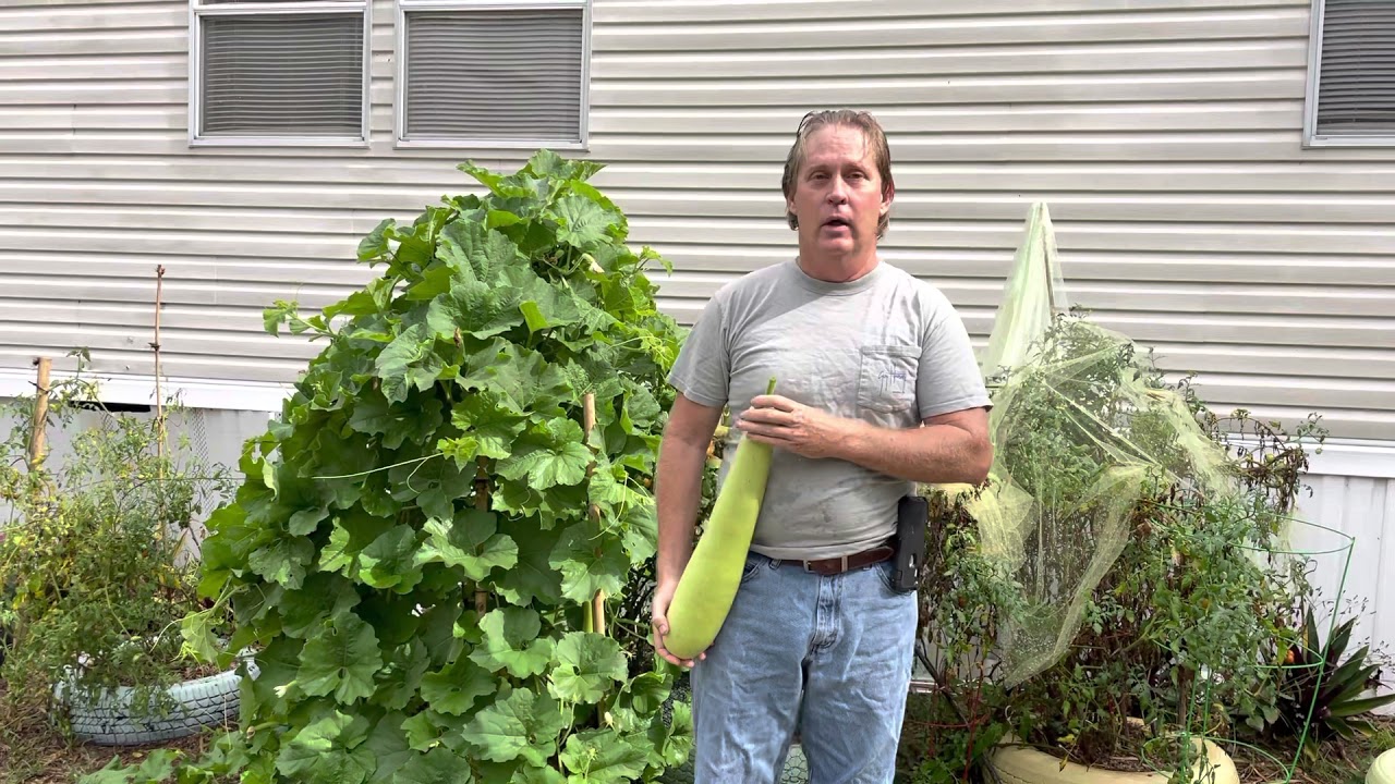 Big bottle gourd