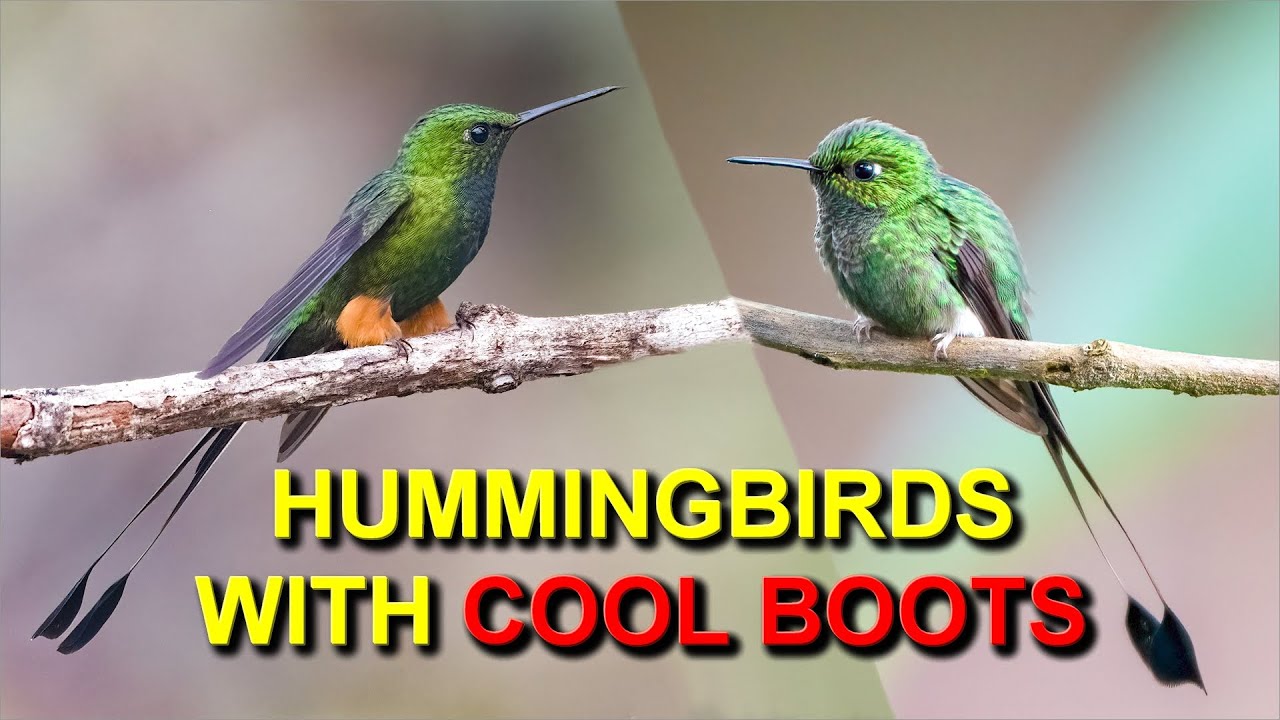 The Booted Racket-tails are Fashionable Hummingbirds
