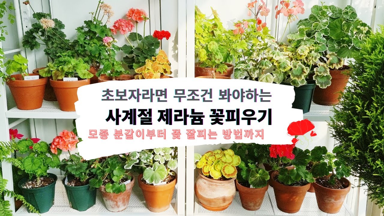 초보자라면 무조건 봐야 하는 제라늄 키우기의 모든것 / 사계절 꽃피는 제라늄 키우기 총정리 /제라늄 분갈이, 물주기 기초부터 상세히