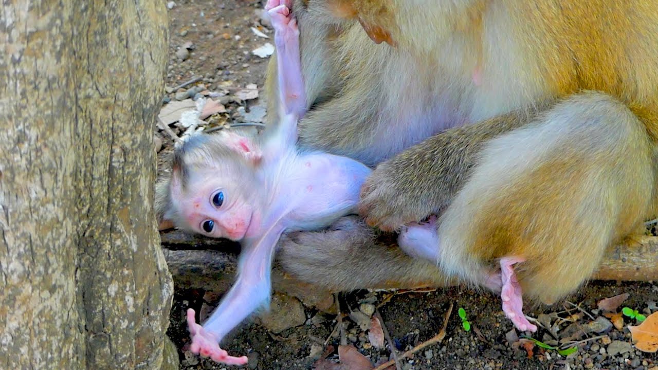 Weakness ! Mother Monkey Sahsa put her baby monkey Sacky on the ground
