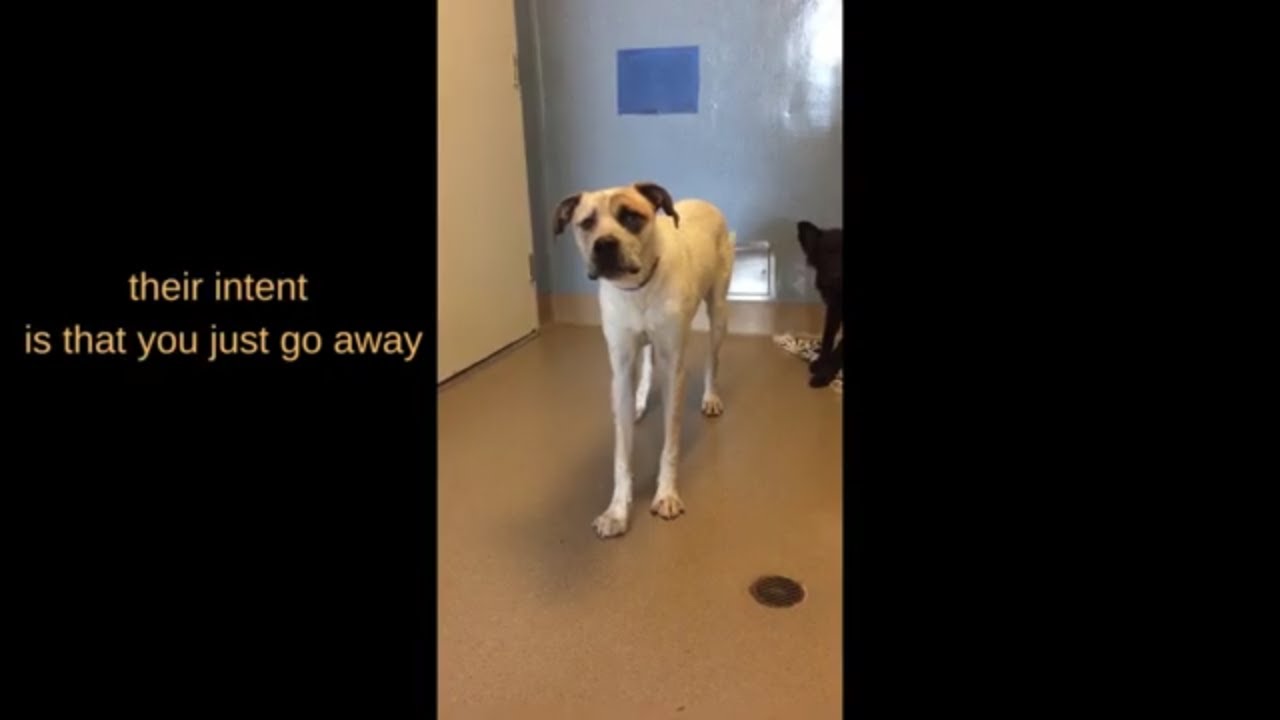 WORKING WITH FEARFUL DOGS