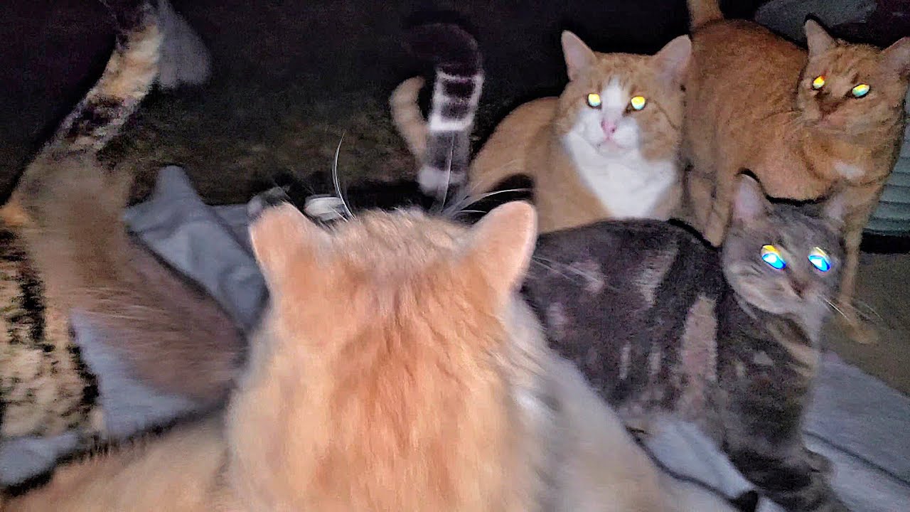 #cat #kitten #snacks