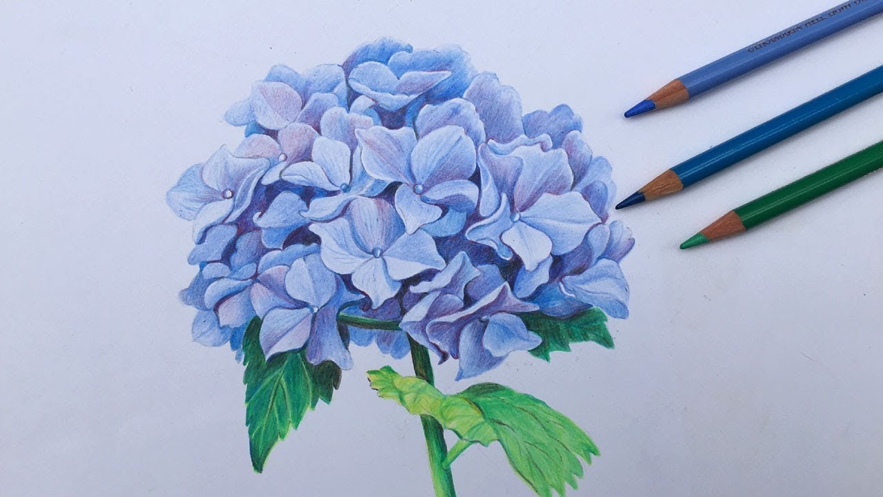 How to draw a hydrangea flower in color pencils | flower painting in step by step