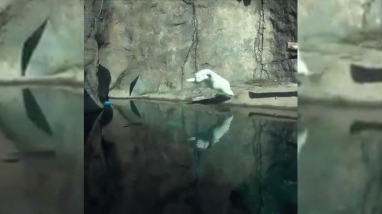 Nora The Polar Bear Perfects Her Diving Skills