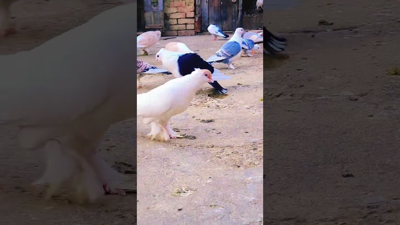 Satinette Pigeon Breeder #kabootar #kabootarloft05 #vlog #shorts #pets #love #minivlog #pigeonbreed