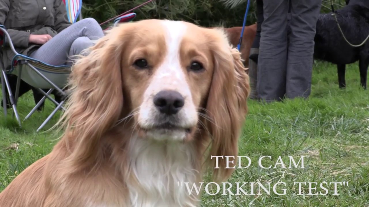 Ted Cam  - Working Test