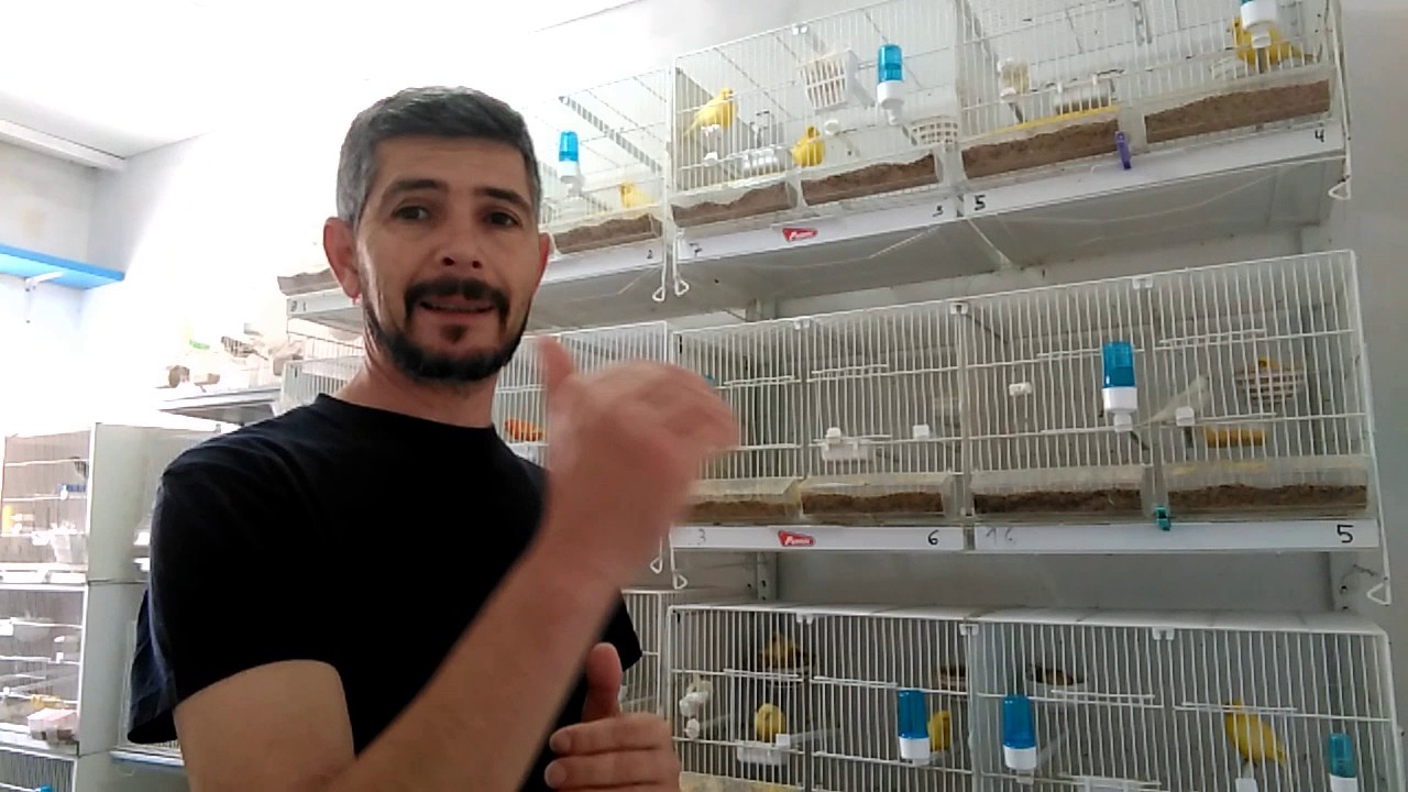 Cuando hacer la segunda puesta, con machos para varias hembras