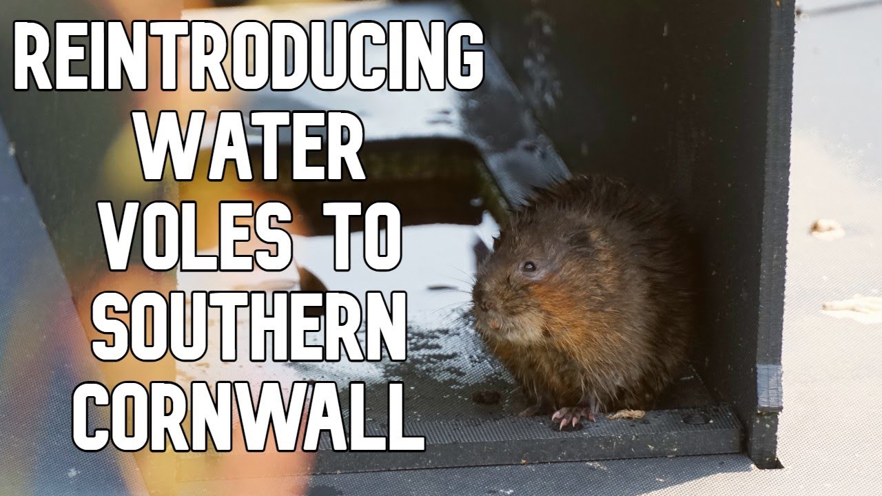 We Reintrouced Water Voles to Southern Cornwall - And Here's Why