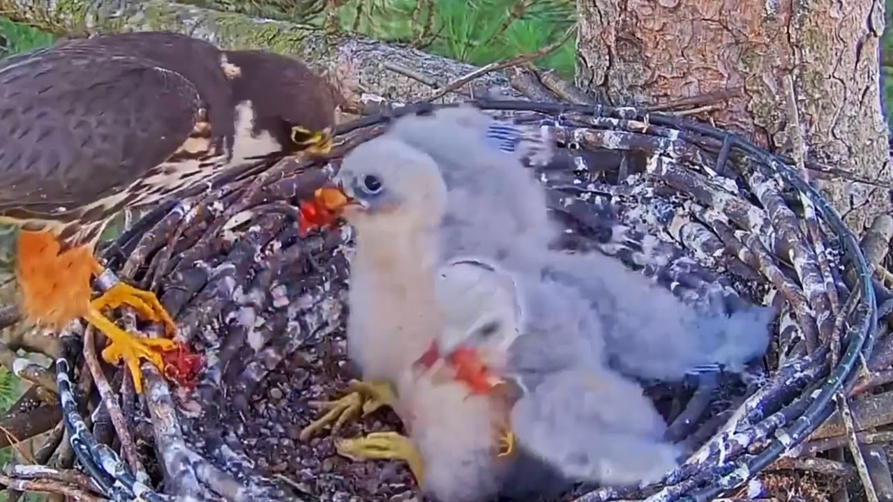 #falcon E#49 Review mother birds brings food to feed her chicks in the nest, Falcon babies feeding