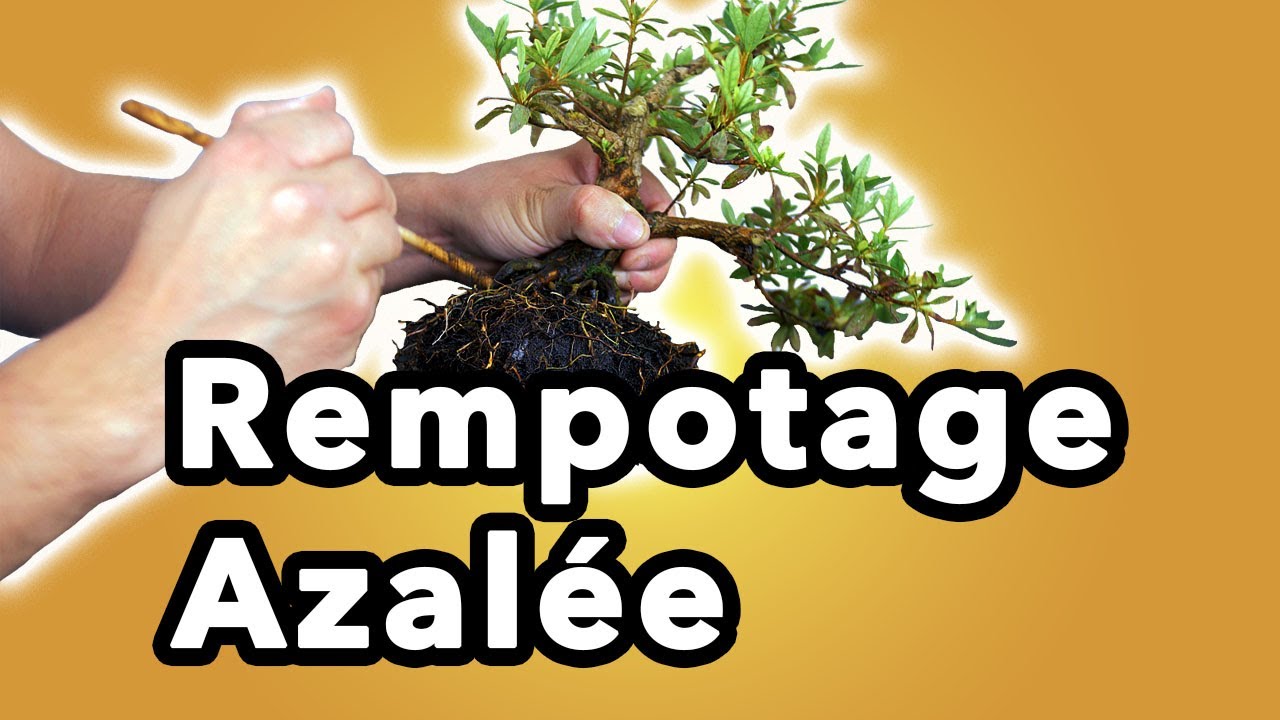 COMMENT TAILLER et REMPOTER une AZALÉE BONSAÏ