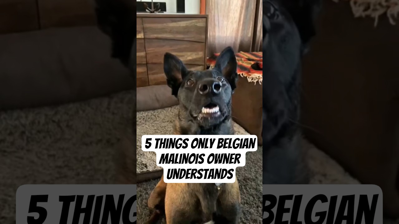 5 Things Only Belgian Malinois Owner Understands&mdash;pure chaos, energy and life