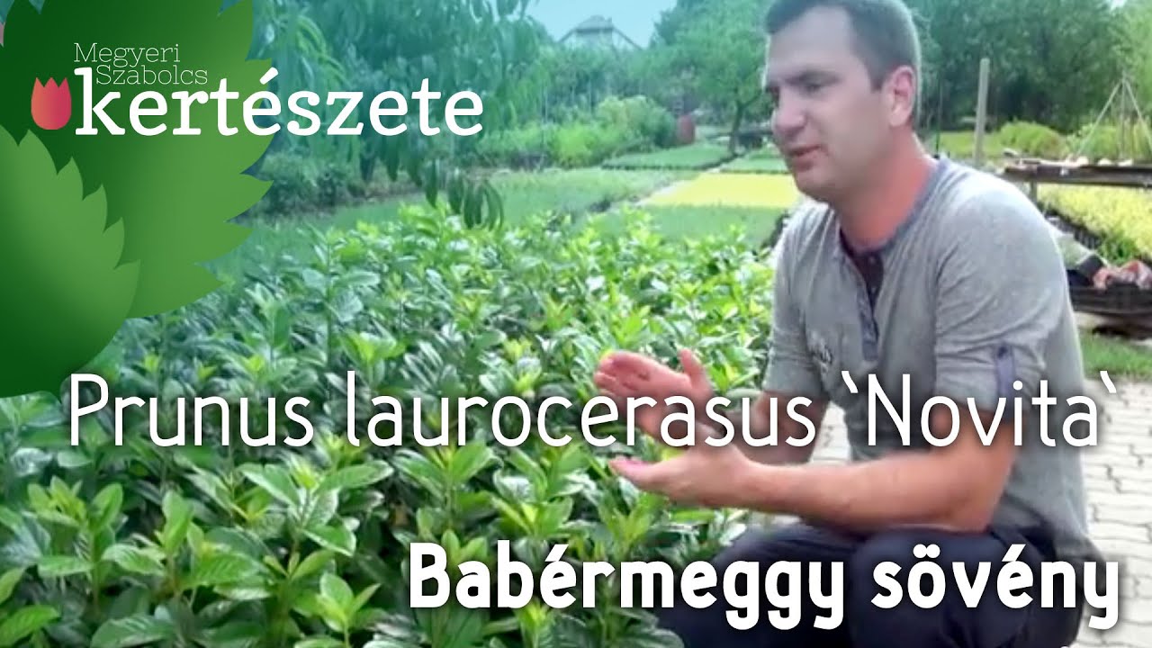 Prunus laurocerasus 'Novita' - Bab&eacute;rmeggy s&ouml;v&eacute;ny telep&iacute;t&eacute;se - N&ouml;v&eacute;ny rendel&eacute;s