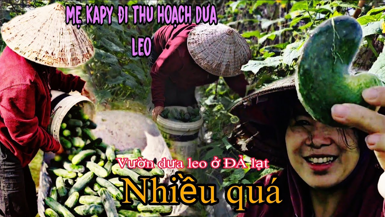TRỜI ƠI CHOÁNG VỚI VƯỜN DƯA LEO /TRẢI NGHIỆM HÁI DƯA LEO ĐÀ LẠT  -NHÀ KAPY 