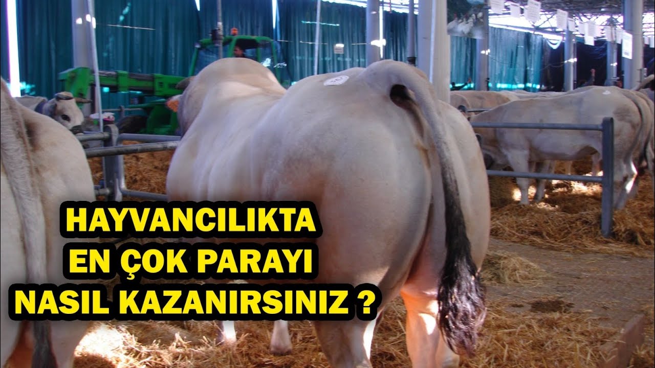 Hayvancılılta En Çok Parayı Nasıl Kazanırsınız ?