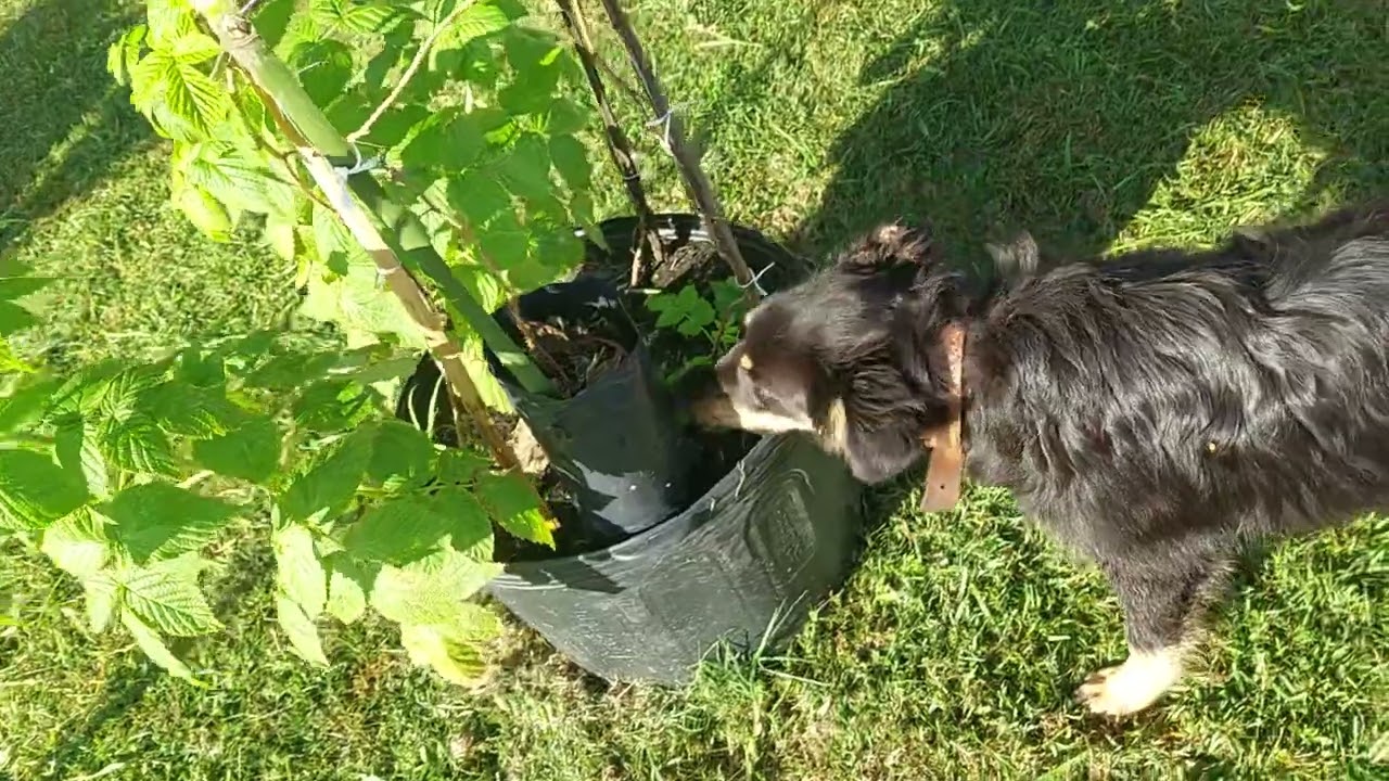 Framboesa  Amarela Produzindo Últimas unidades