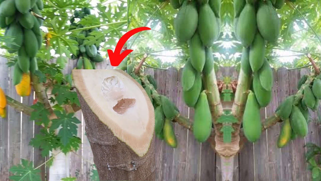 Podar árbol de Papaya o Lechosa Alta para tener muchos Frutos Bajos