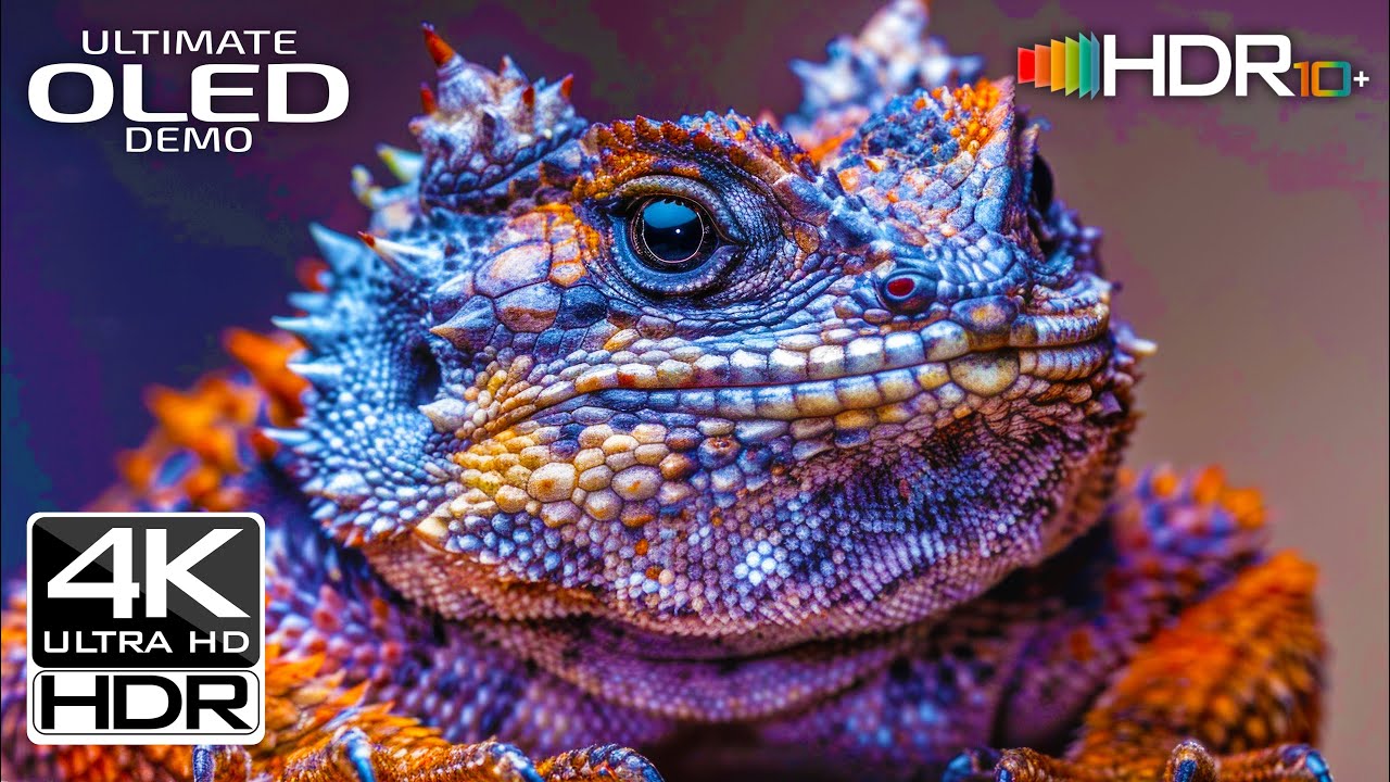 Best of 4K VIDEO HDR TEST 60FPS VIDEO | OLED TEST (4K TV Tested)