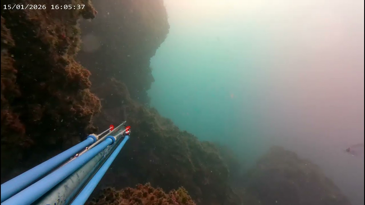 PescaSub: Pomeridiana Pappagallo ed Orata 15 1 26