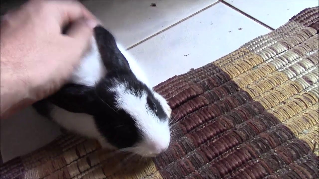 Rabbit choking on food