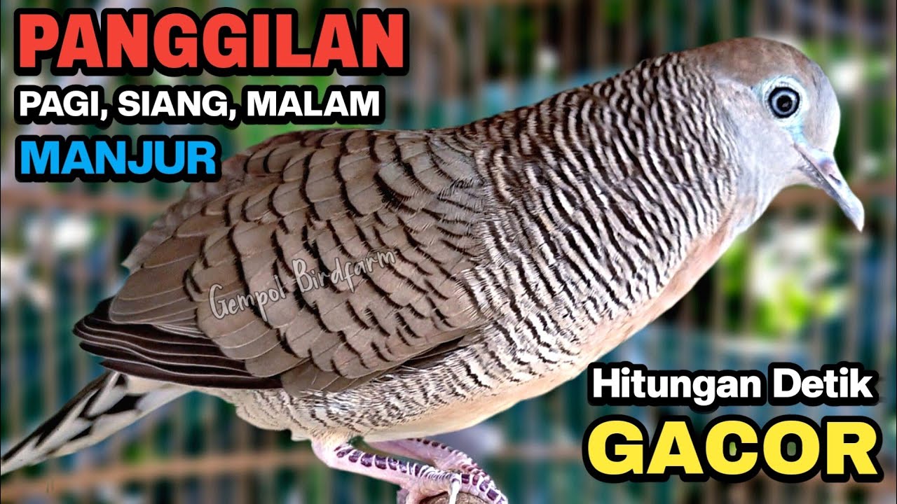 Perkutut Lokal Gacor Suara Besar Pancingan Burung Perkutut Agar Cepat Bunyi.