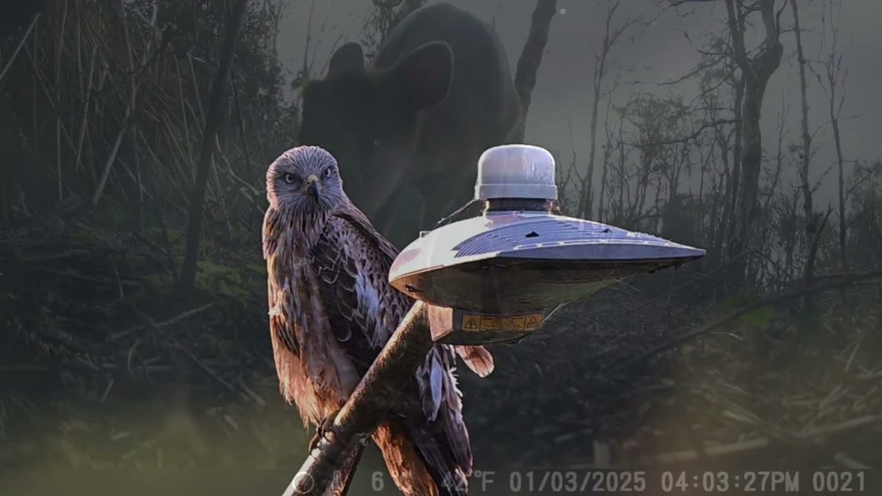 In search of Wildlife 
