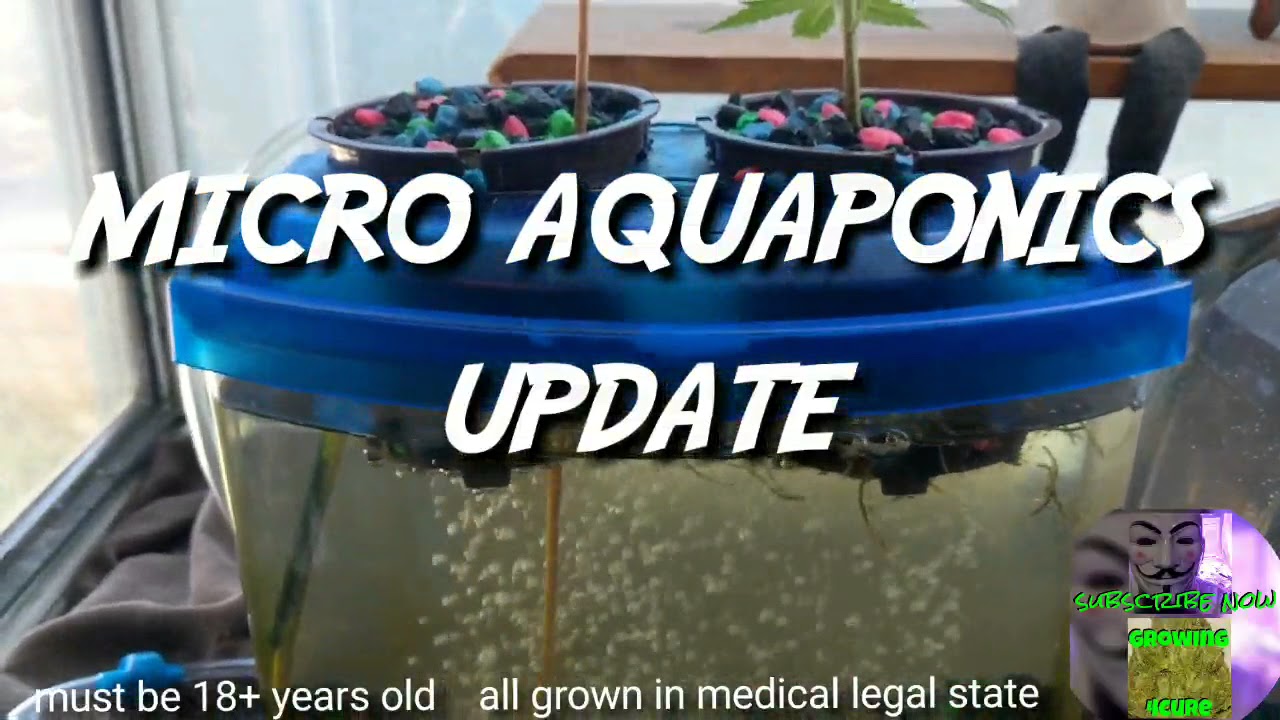 Micro Aquaponics - medical marijuana experiment