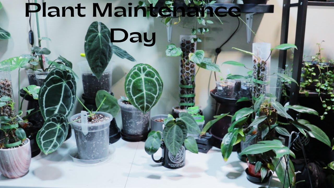 Plant Maintenance Day